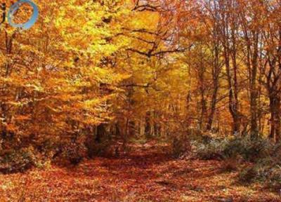 زیباترین جنگل پاییزی ایران